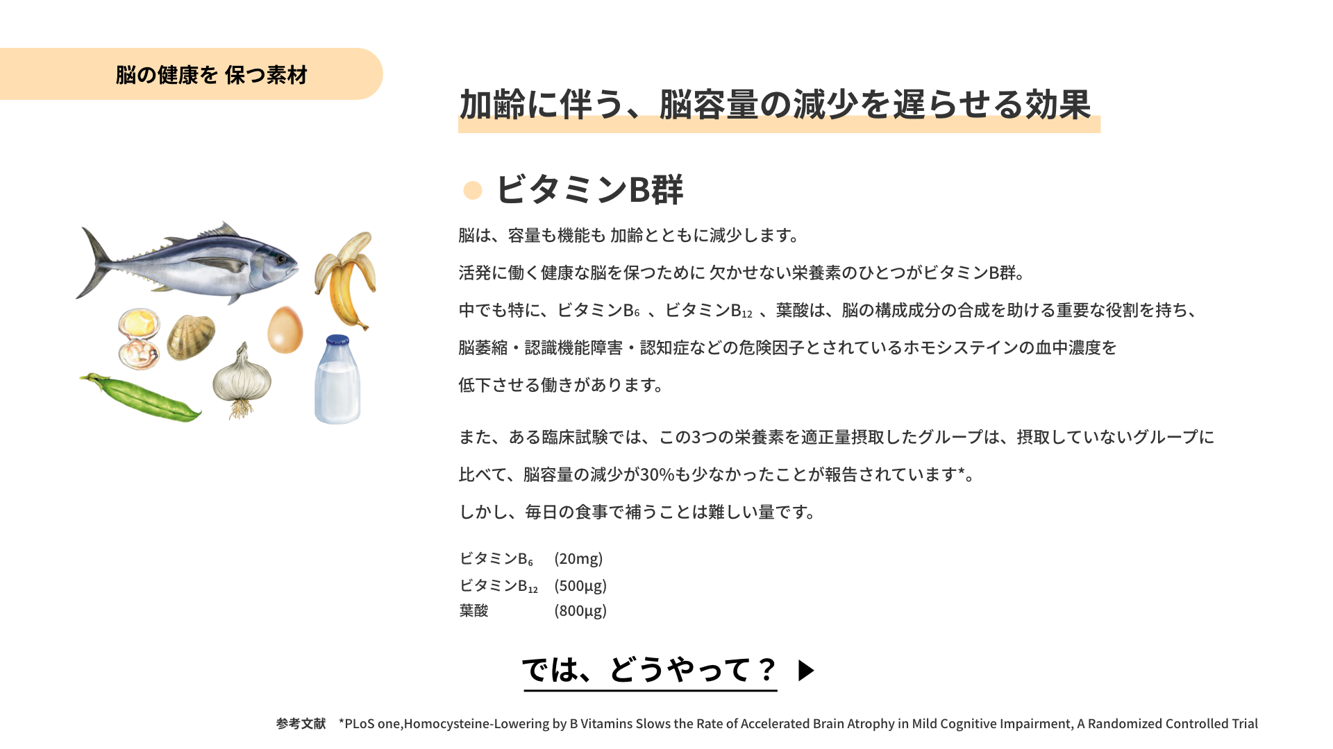 脳の健康を保つ素材　ビタミンB群：加齢に伴う、脳容量の減少を遅らせる効果
