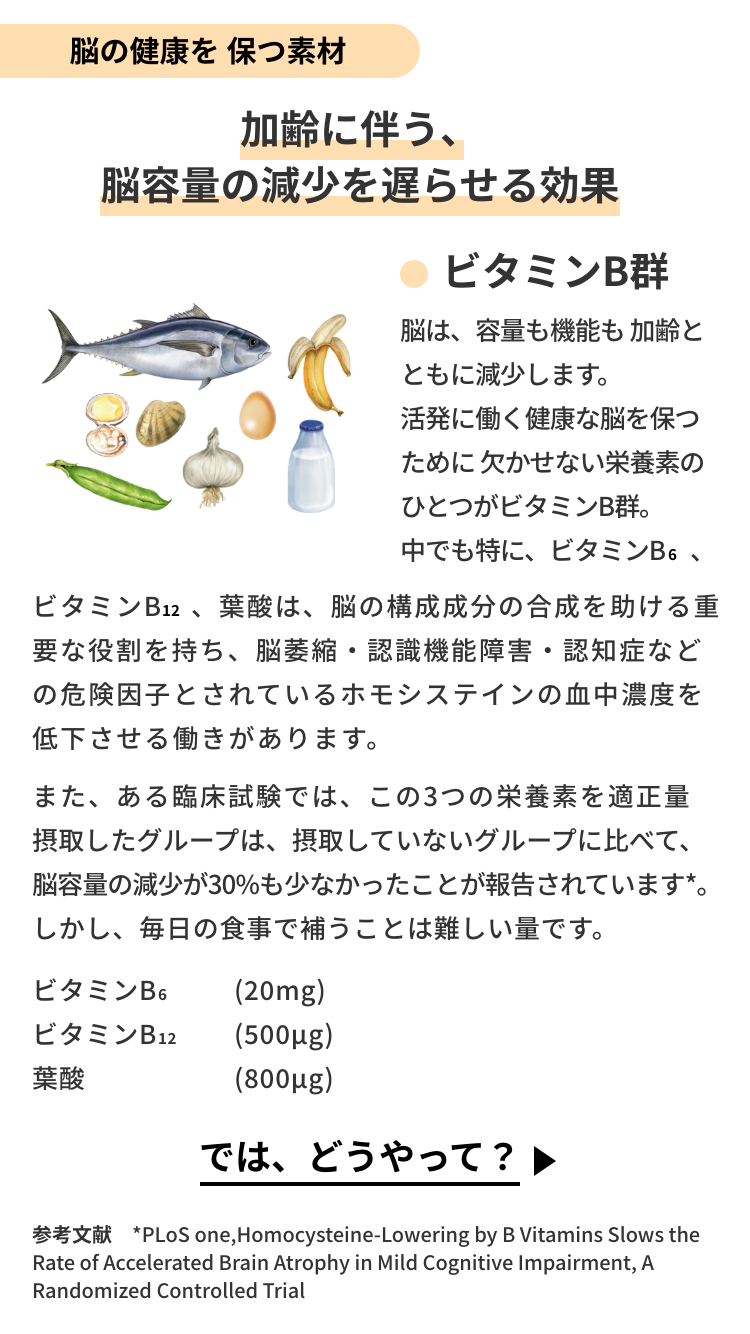 脳の健康を保つ素材　ビタミンB群：加齢に伴う、脳容量の減少を遅らせる効果

